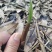 紫花双叶毛慈菇苗毛慈菇苗基地大量供应可视频看货欢迎