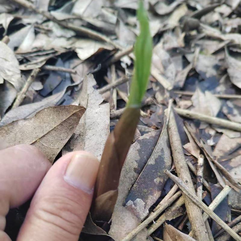 紫花双叶毛慈菇苗毛慈菇苗基地大量供应可视频看货欢迎