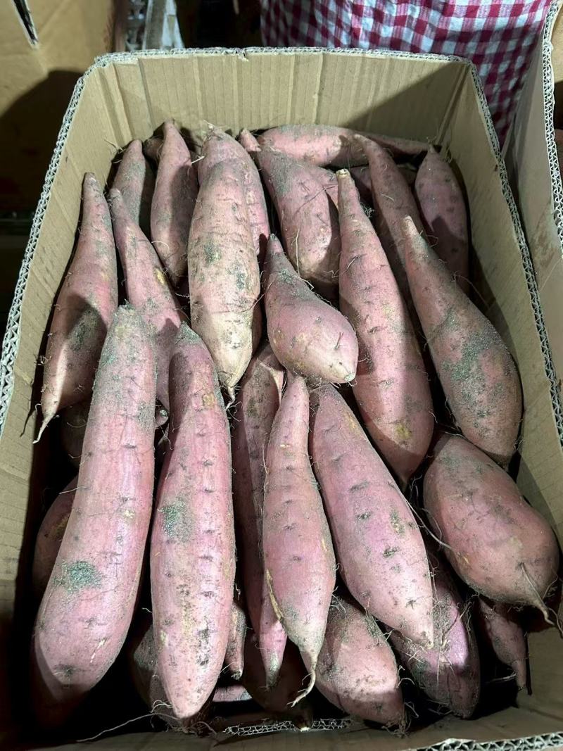 【推荐】糖烟薯25河北红薯大量上市货源充足欢迎