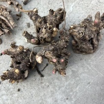 亳州白芍芽子