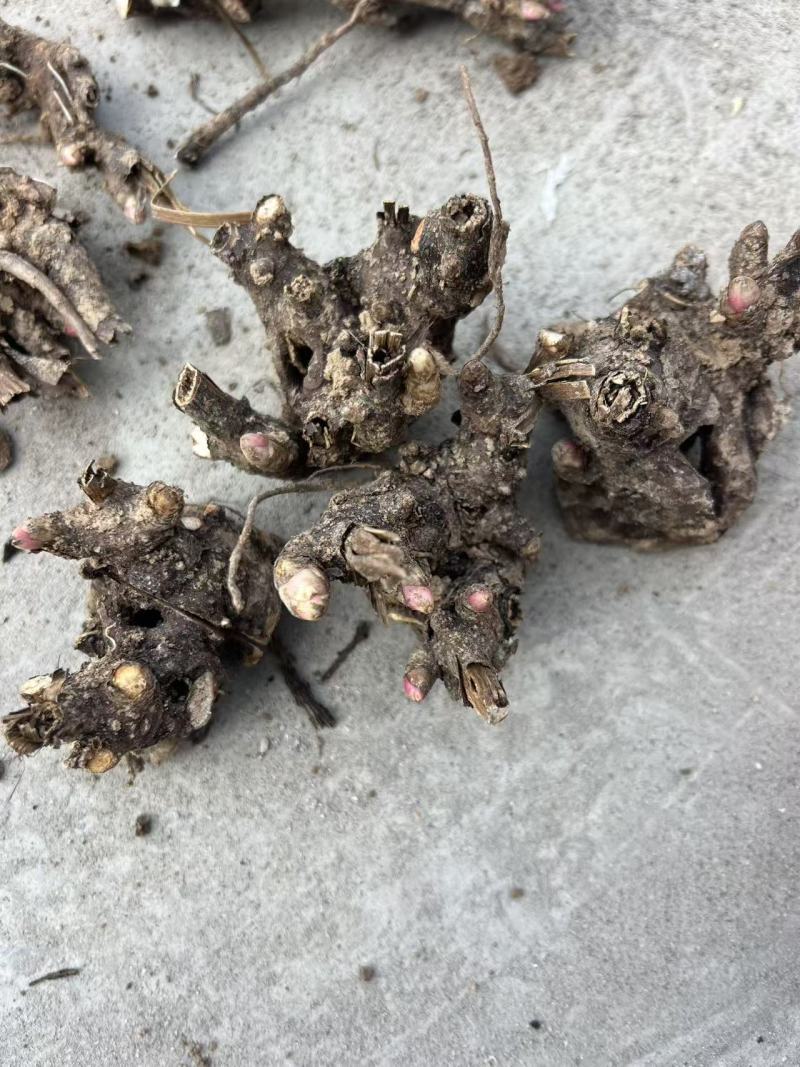 亳州白芍芽子