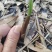 紫花双叶毛慈菇苗毛慈菇苗基地大量供应可视频看货欢迎