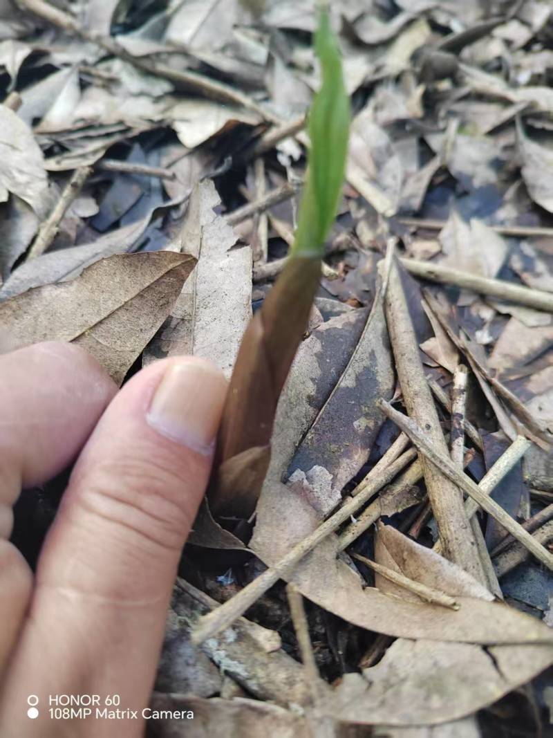 紫花双叶毛慈菇苗毛慈菇苗基地大量供应可视频看货欢迎