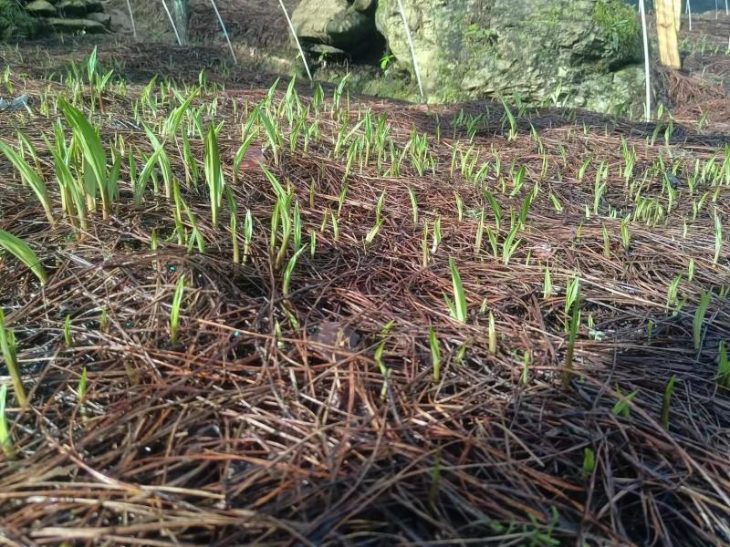紫花双叶毛慈菇苗毛慈菇苗基地大量供应可视频看货欢迎