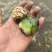 紫花双叶毛慈菇苗毛慈菇苗基地大量供应可视频看货欢迎
