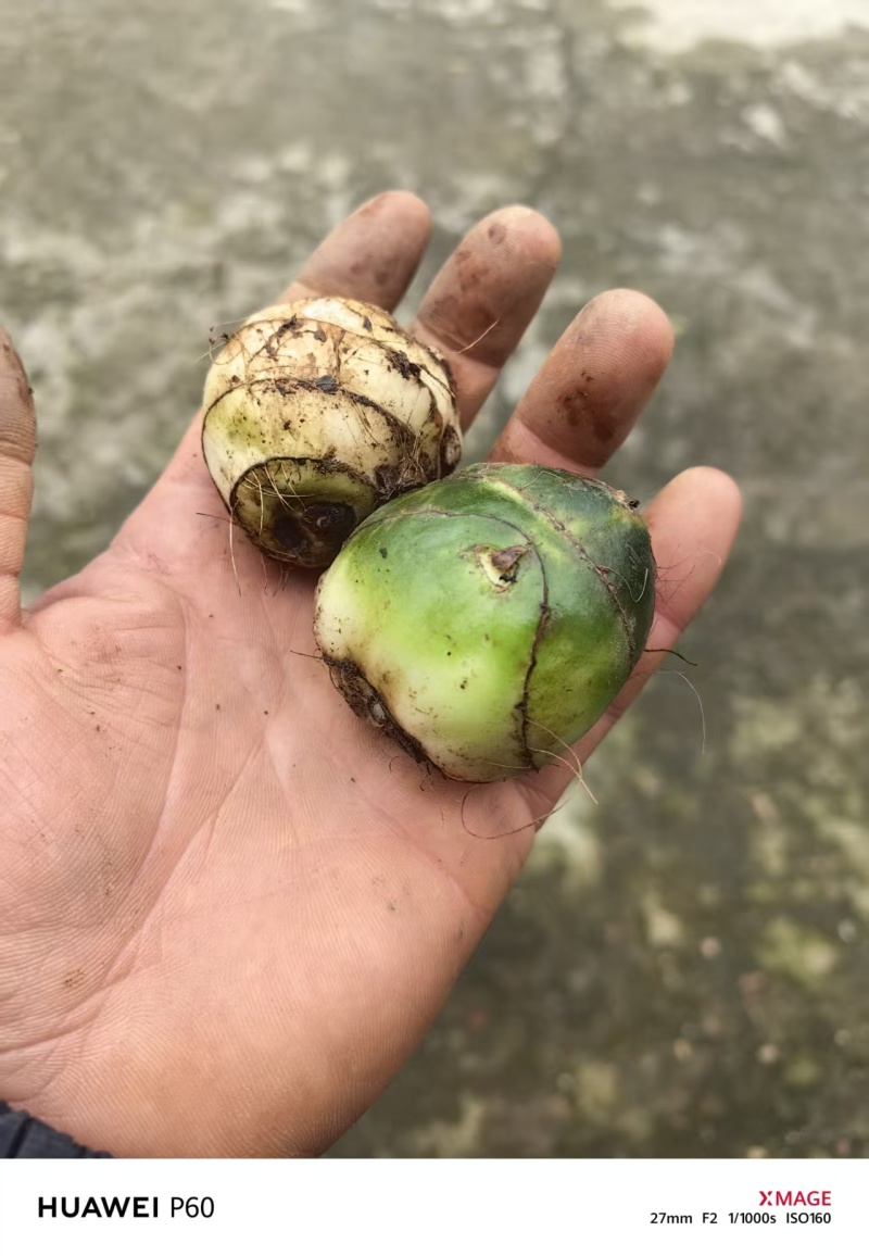 紫花双叶毛慈菇苗毛慈菇苗基地大量供应可视频看货欢迎