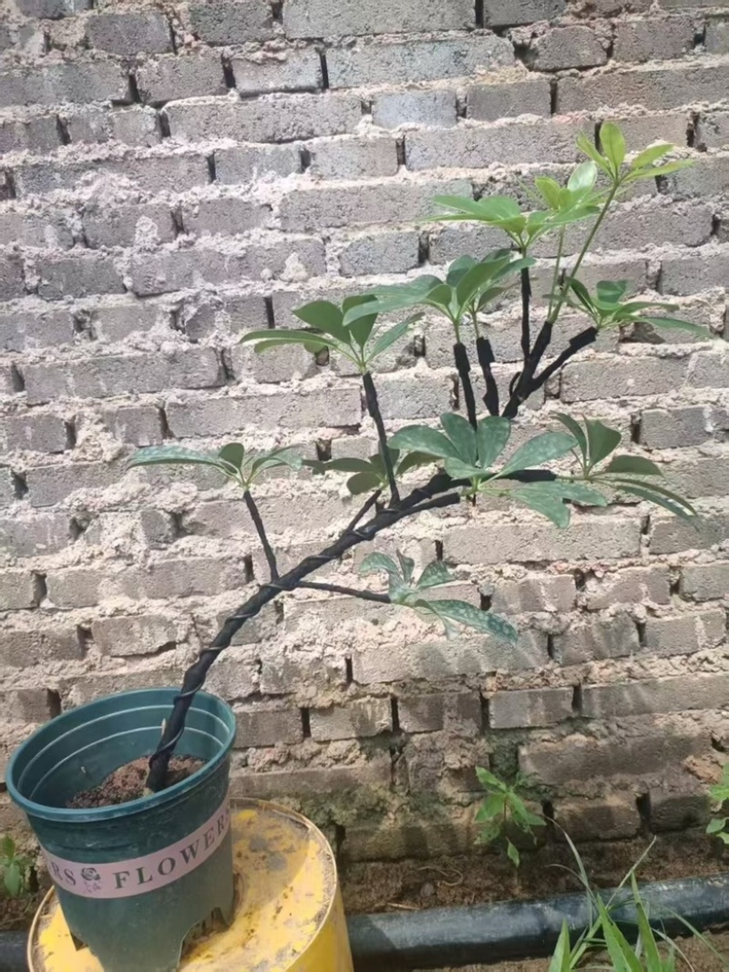 鸭脚木盆景