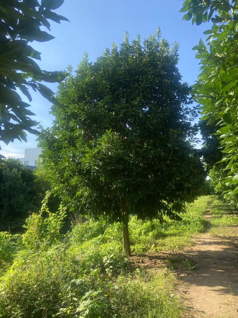 香泡