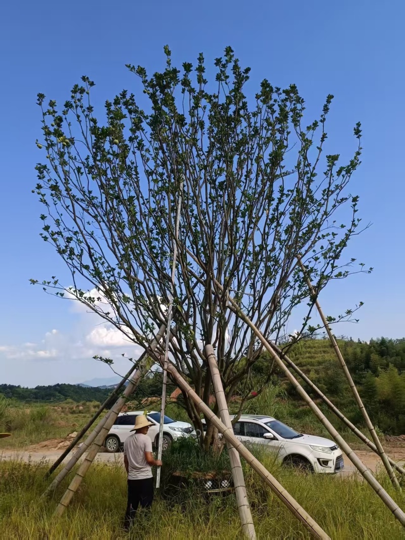 香泡