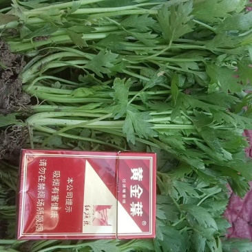 优质法国皇后芹菜苗文图拉西芹育苗基地。现挖现发，产地直发