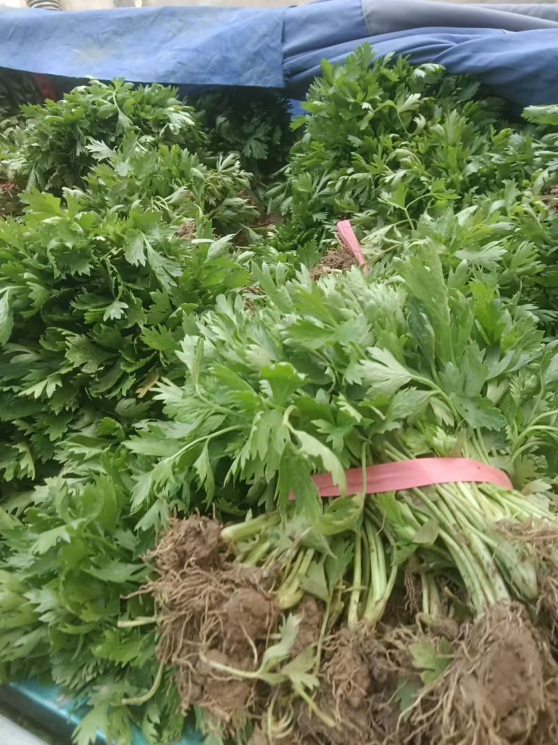 优质法国皇后芹菜苗文图拉西芹育苗基地。现挖现发，产地直发