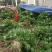 优质法国皇后芹菜苗文图拉西芹育苗基地。现挖现发，产地直发