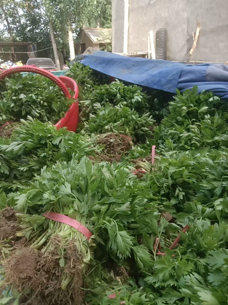 优质法国皇后芹菜苗文图拉西芹育苗基地。现挖现发，产地直发