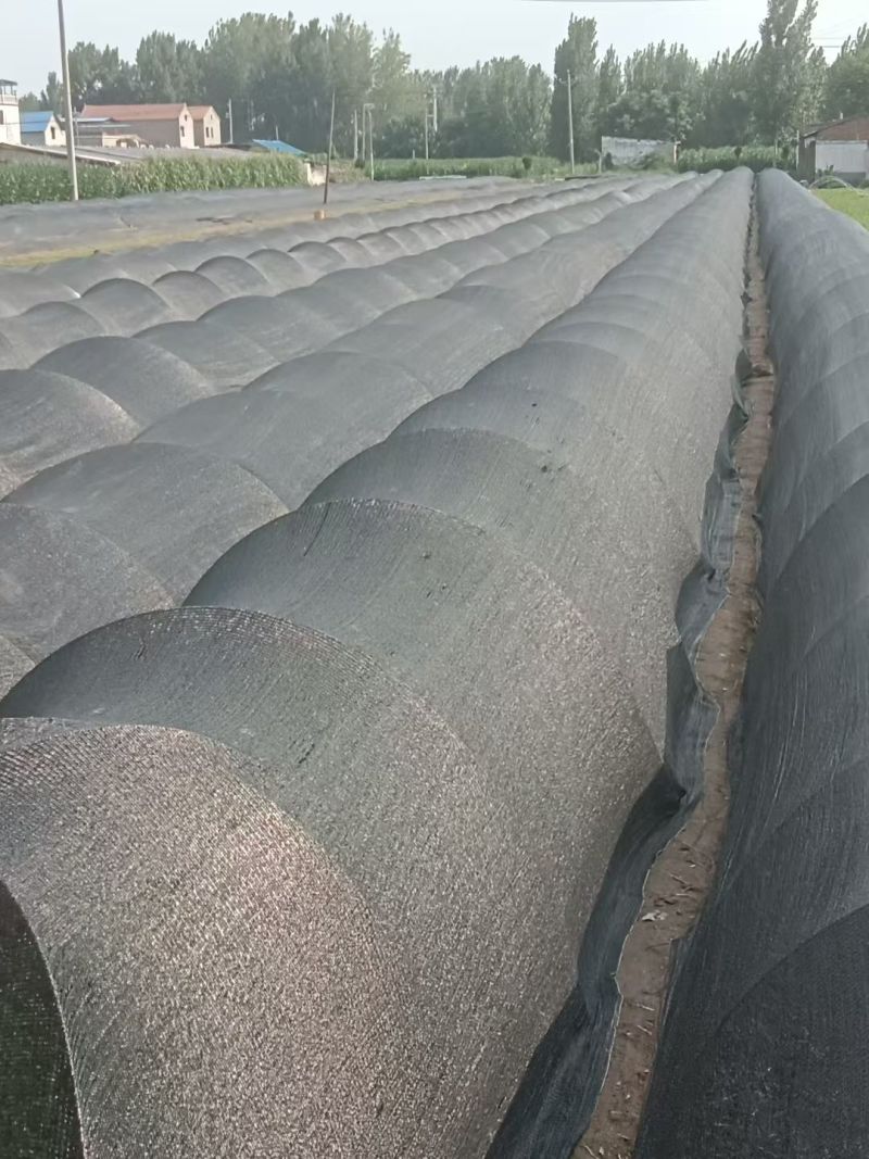 优质法国皇后芹菜苗文图拉西芹育苗基地。现挖现发，产地直发