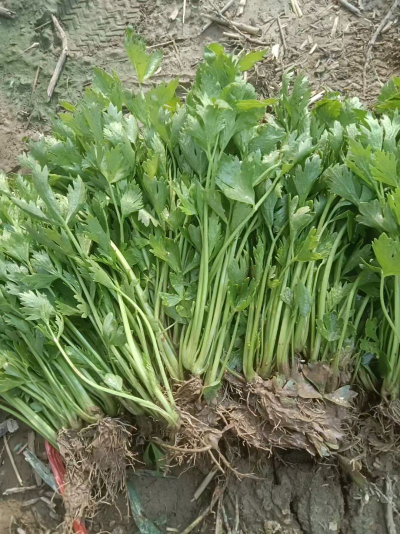 优质法国皇后芹菜苗文图拉西芹育苗基地。现挖现发，产地直发