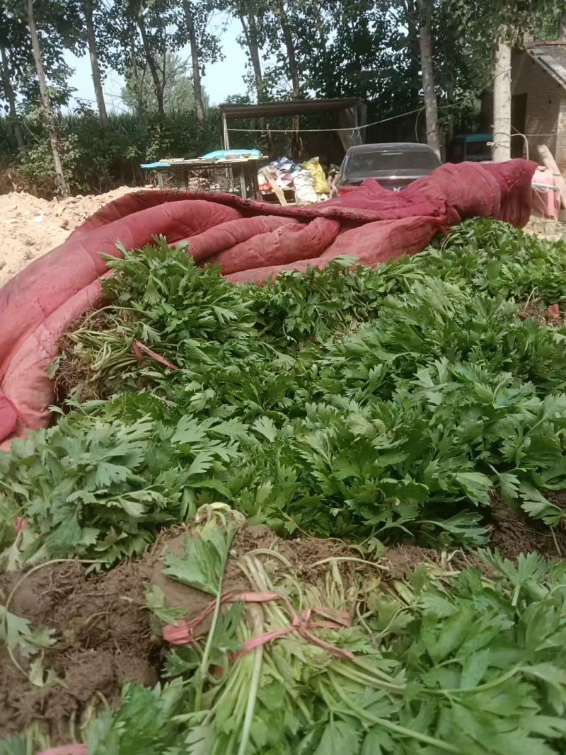 优质法国皇后芹菜苗文图拉西芹育苗基地。现挖现发，产地直发