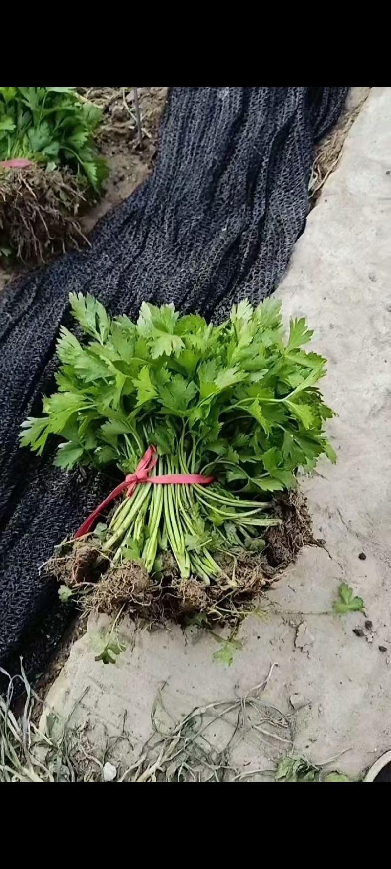 优质法国皇后芹菜苗文图拉西芹育苗基地。现挖现发，产地直发
