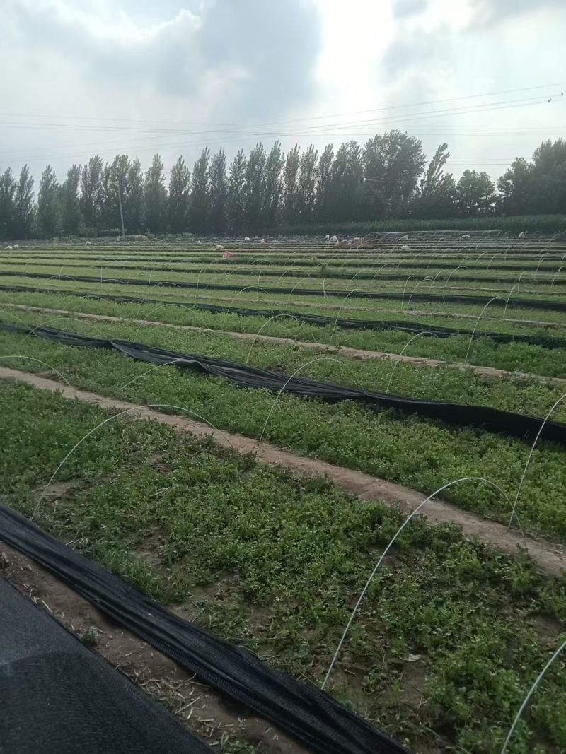 优质法国皇后芹菜苗文图拉西芹育苗基地。现挖现发，产地直发