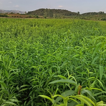 枣阳市苗圃基地直供品种桃树苗，李子苗