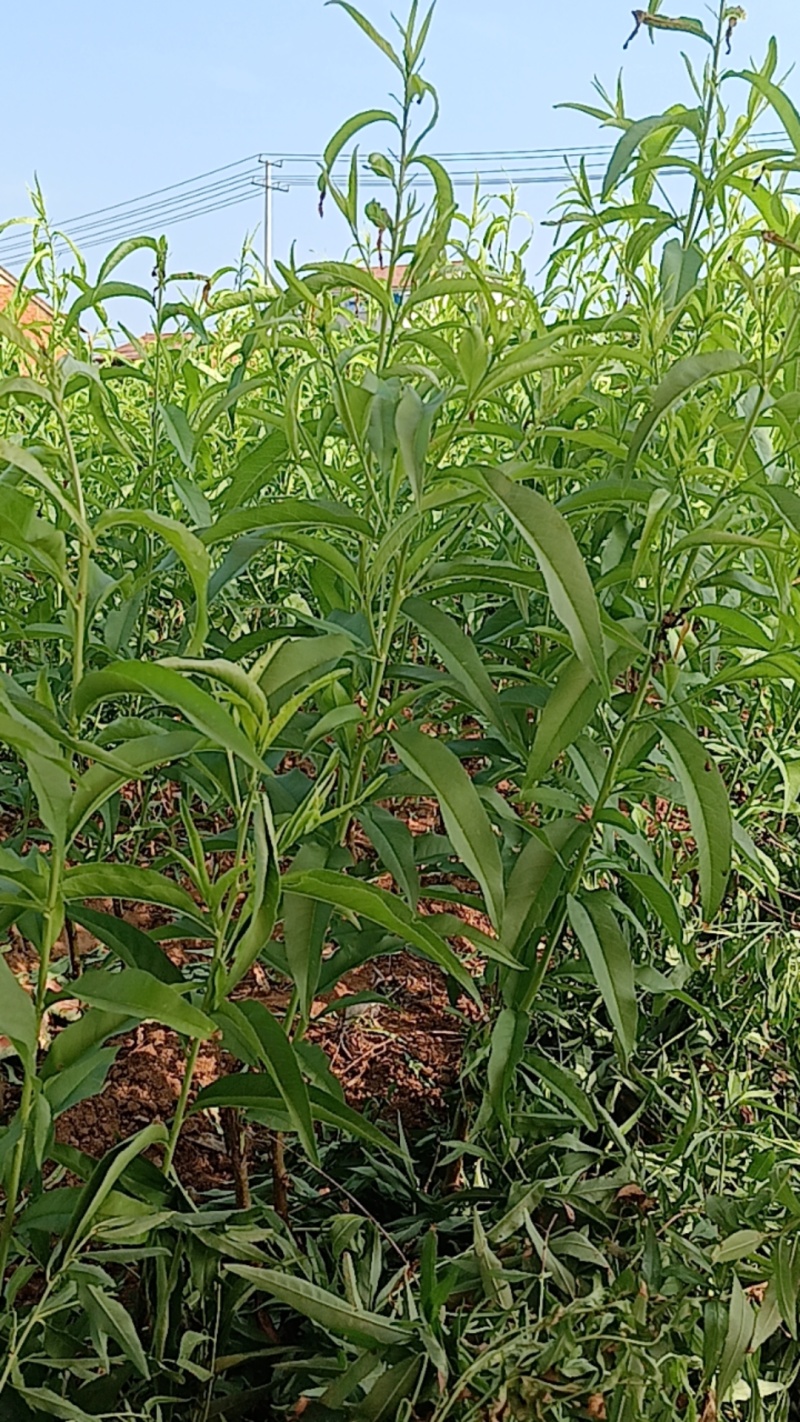枣阳市苗圃基地直供品种桃树苗，李子苗