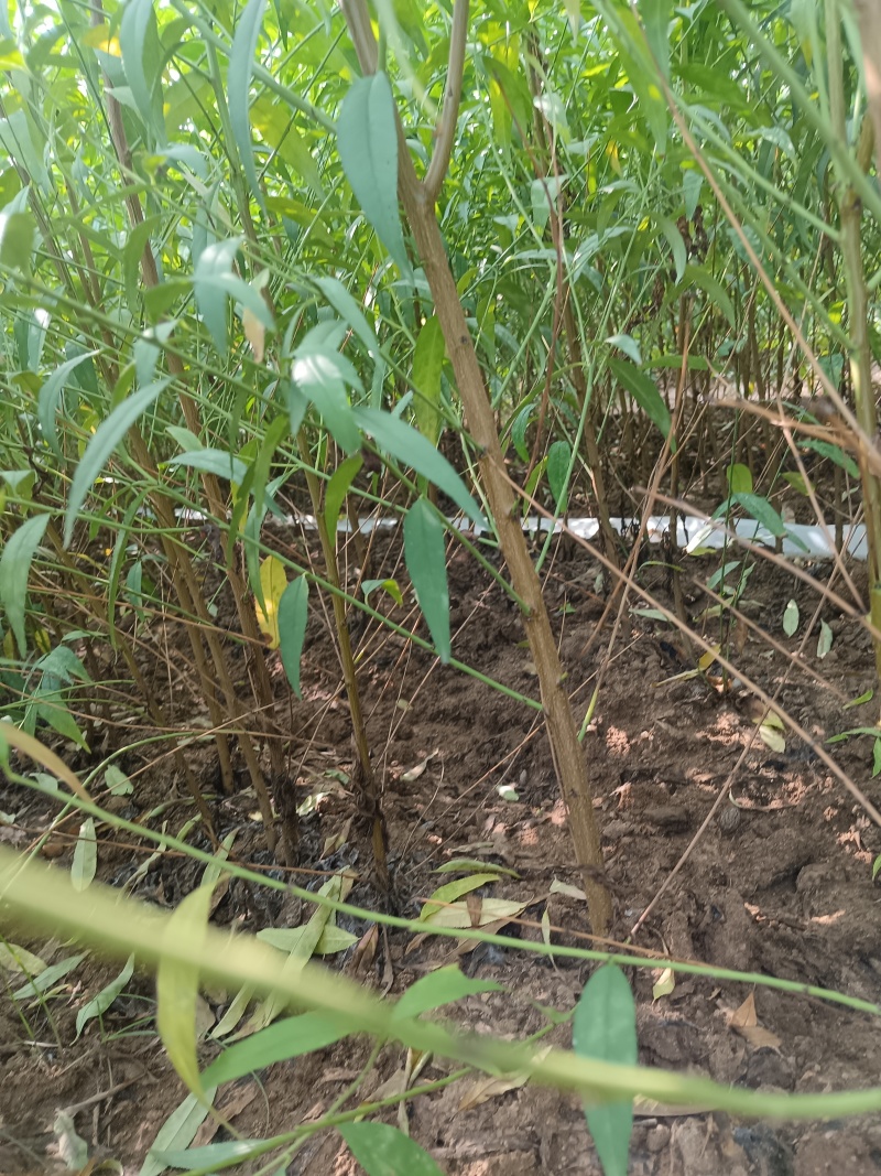 枣阳市苗圃基地直供品种桃树苗，李子苗