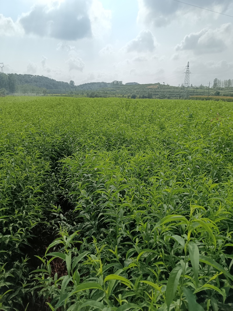 枣阳市苗圃基地直供品种桃树苗，李子苗