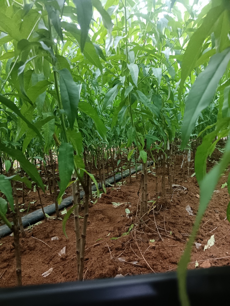 枣阳市苗圃基地直供品种桃树苗，李子苗