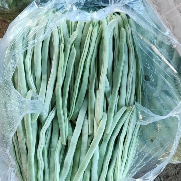 新民暖棚精品白豆大量有货，全国可发