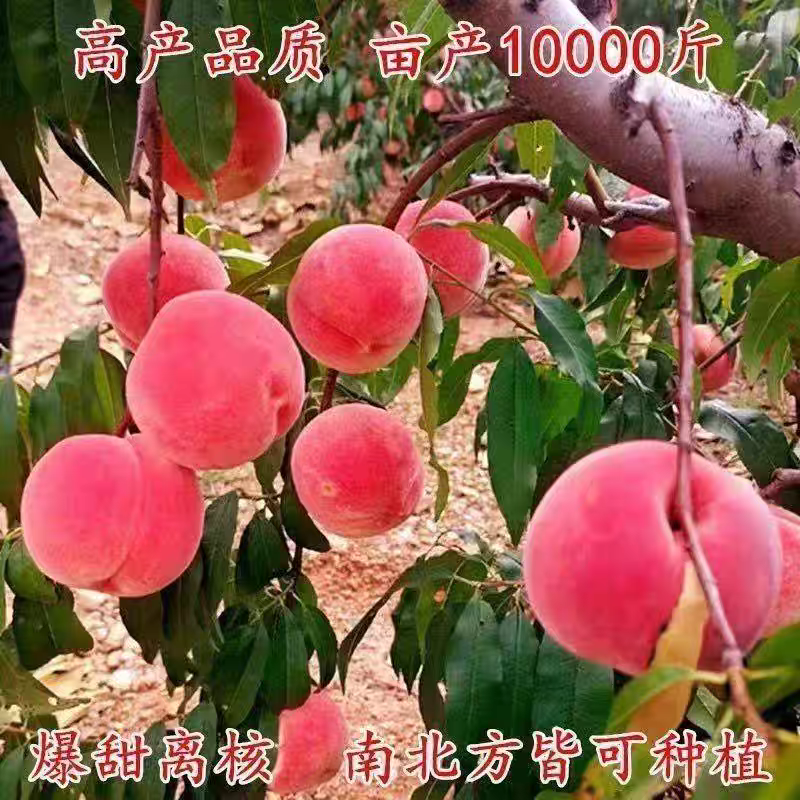 山东桃树苗果园直发突围桃春晓夏甜桃春雪桃不活补新苗