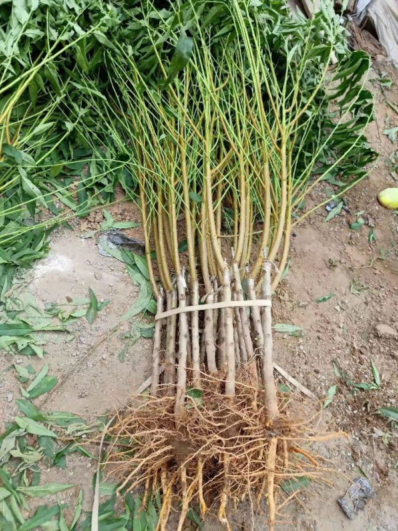 山东桃树苗果园直发突围桃春晓夏甜桃春雪桃不活补新苗