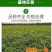 山东桃树苗果园直发突围桃春晓夏甜桃春雪桃不活补新苗