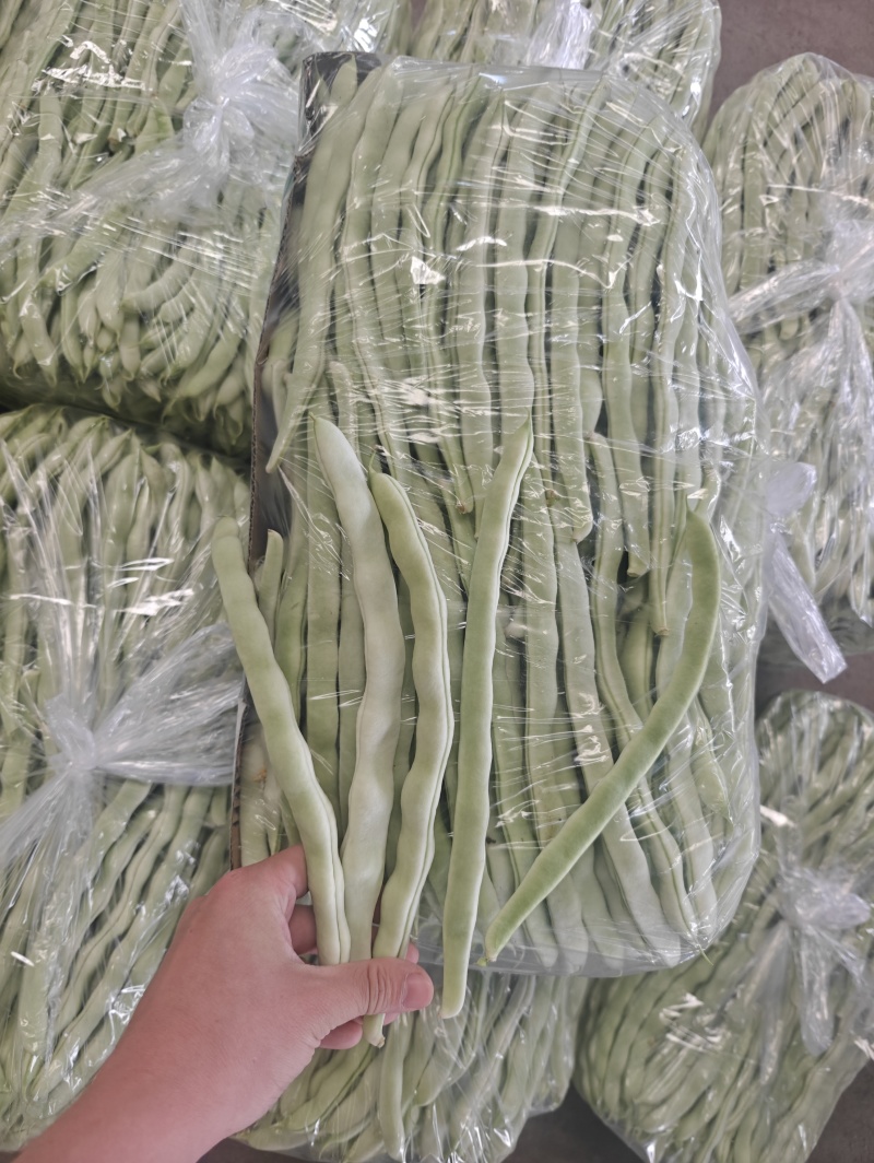 新民暖棚精品白豆大量有货，全国可发