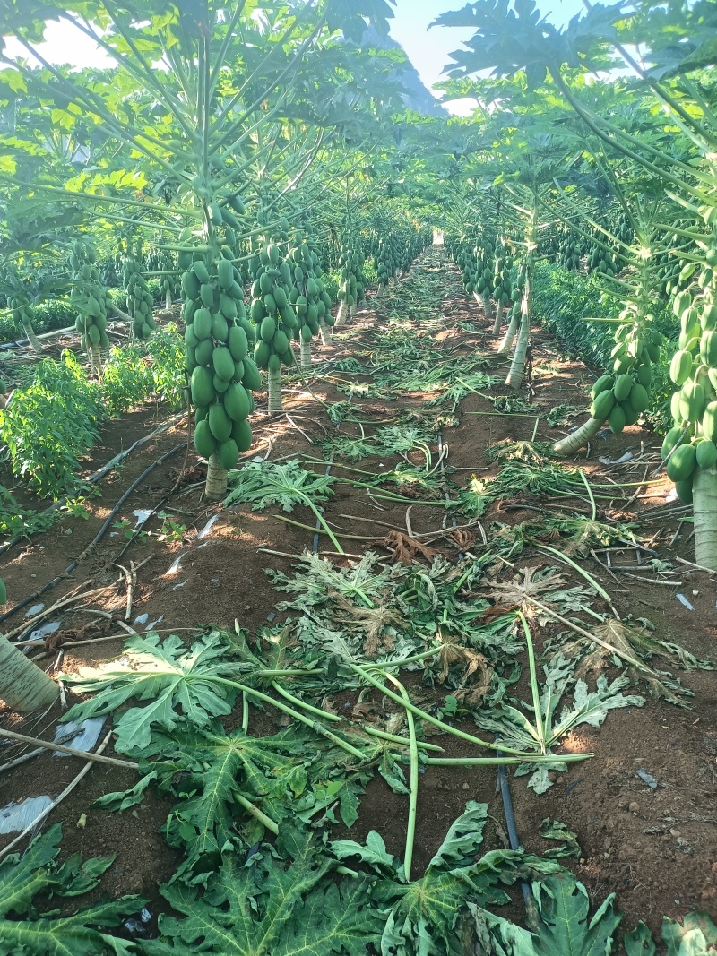 红玲木瓜