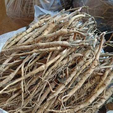 亳州牡丹种根