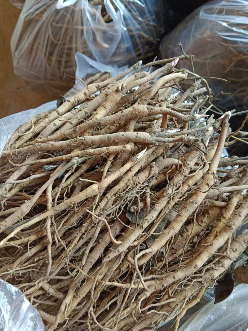 亳州牡丹种根