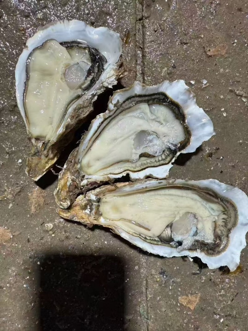 生蚝