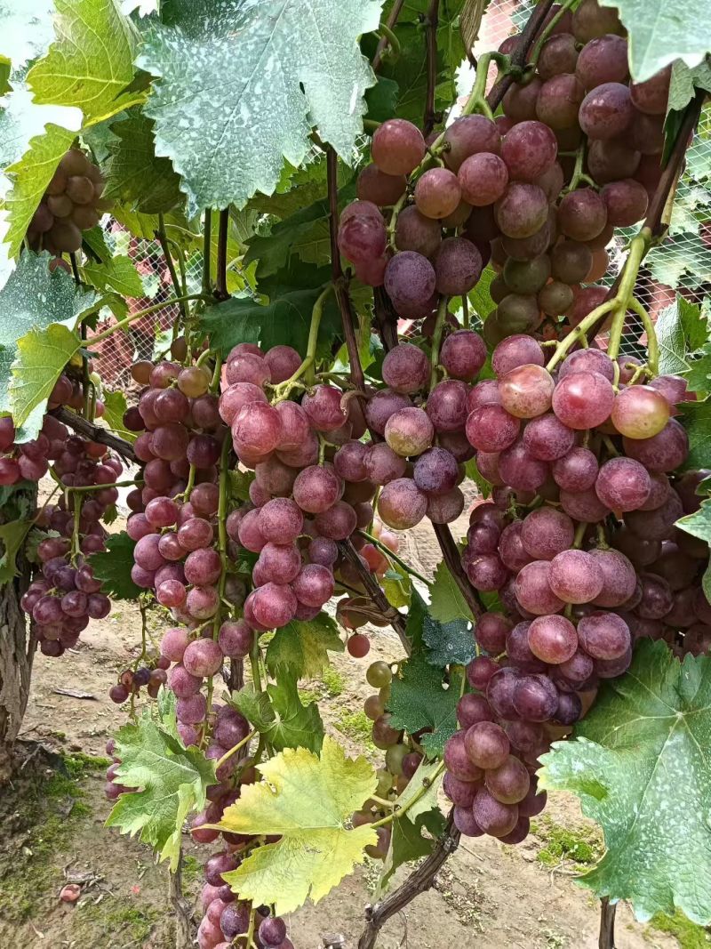 巨峰葡萄，露天巨峰葡萄