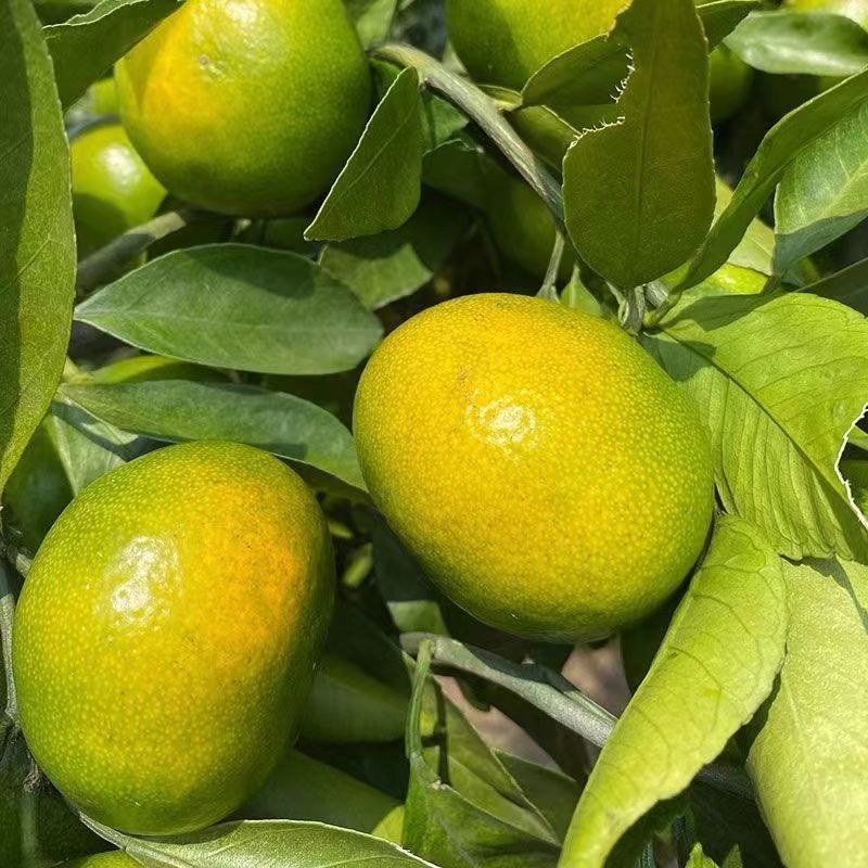 四川特早蜜橘薄皮大量新货上市中对接全国保质保量