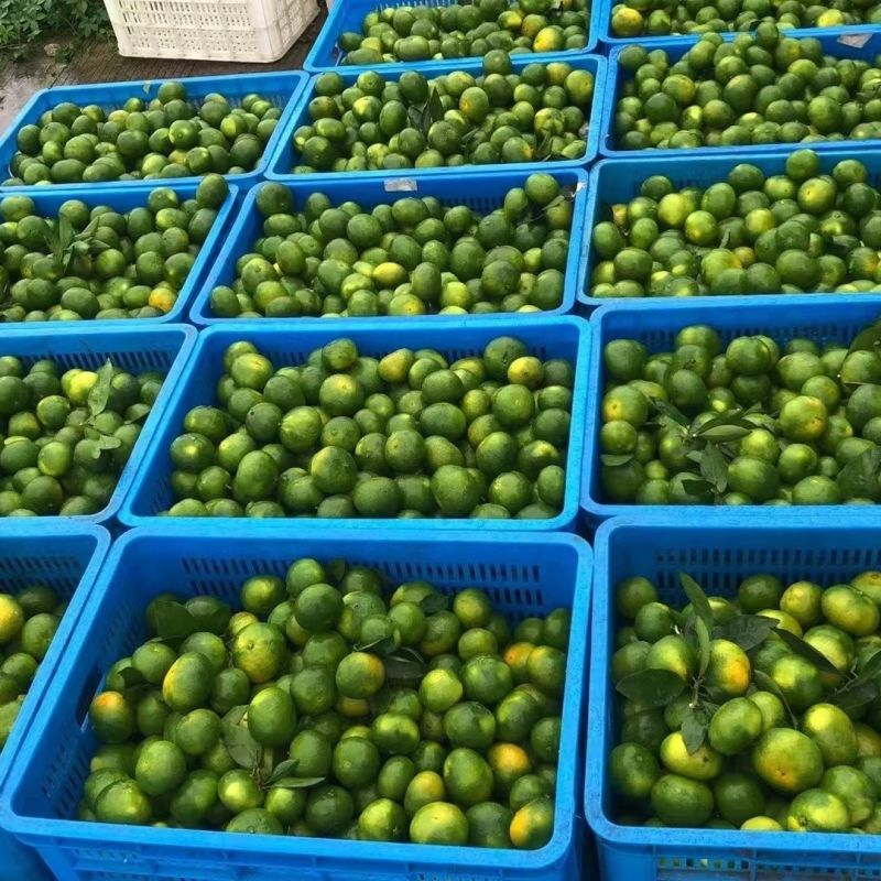 四川特早蜜橘薄皮大量新货上市中对接全国保质保量