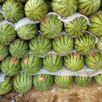 金花一号