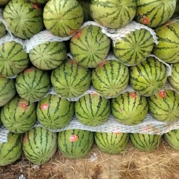 金花一号