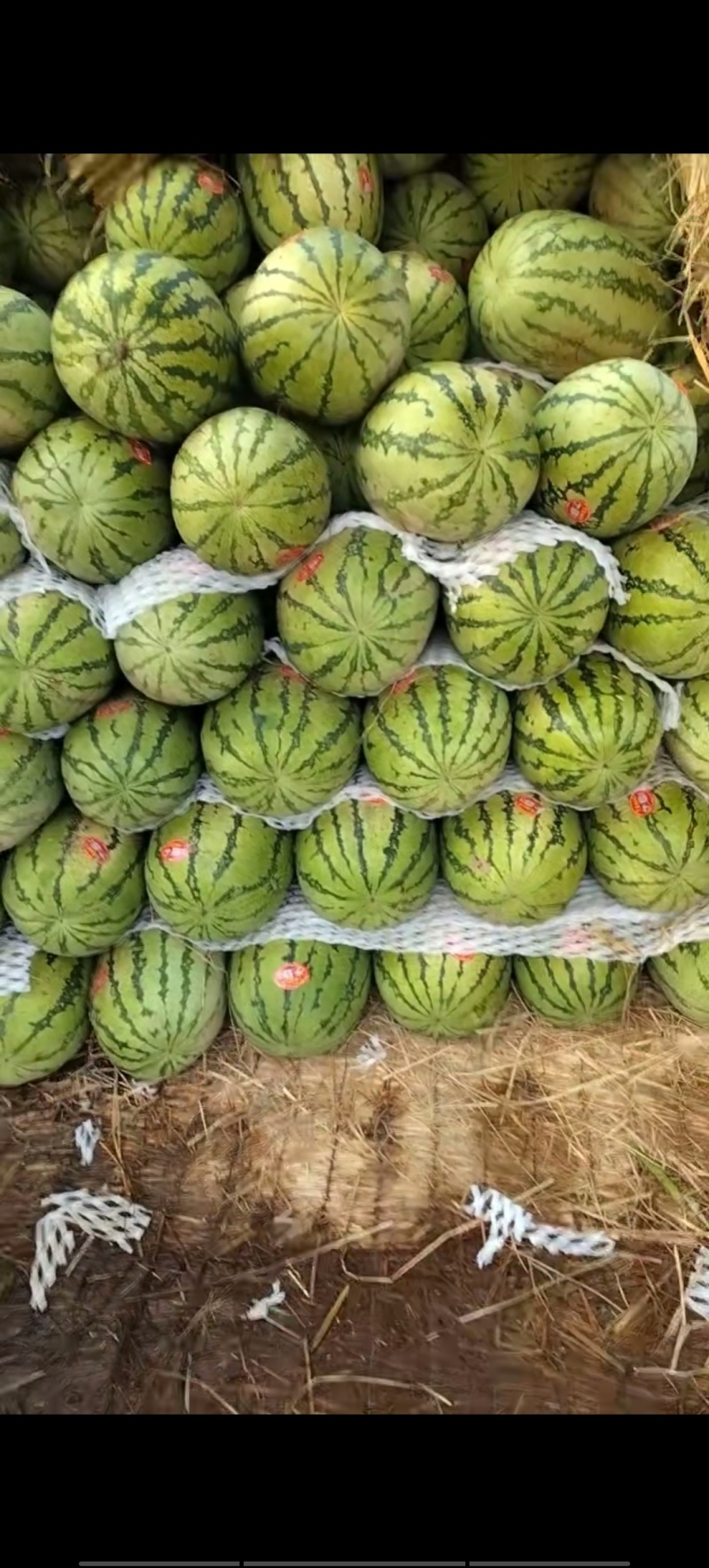 金花一号
