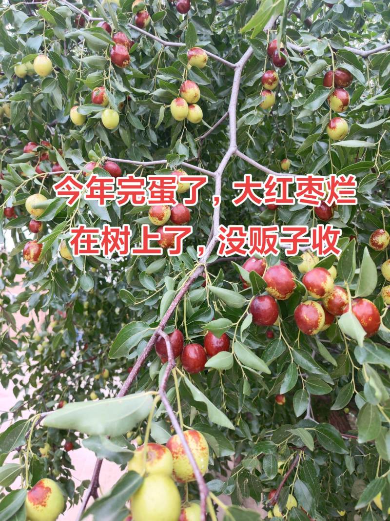 甘肃平川靖远大红枣