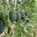 应季西瓜超高性价比