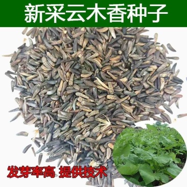 新采优质云木香种子广木香种籽干净饱满高出芽率当年新鲜的种
