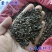 新采优质云木香种子广木香种籽干净饱满高出芽率当年新鲜的种