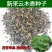 新采优质云木香种子广木香种籽干净饱满高出芽率当年新鲜的种