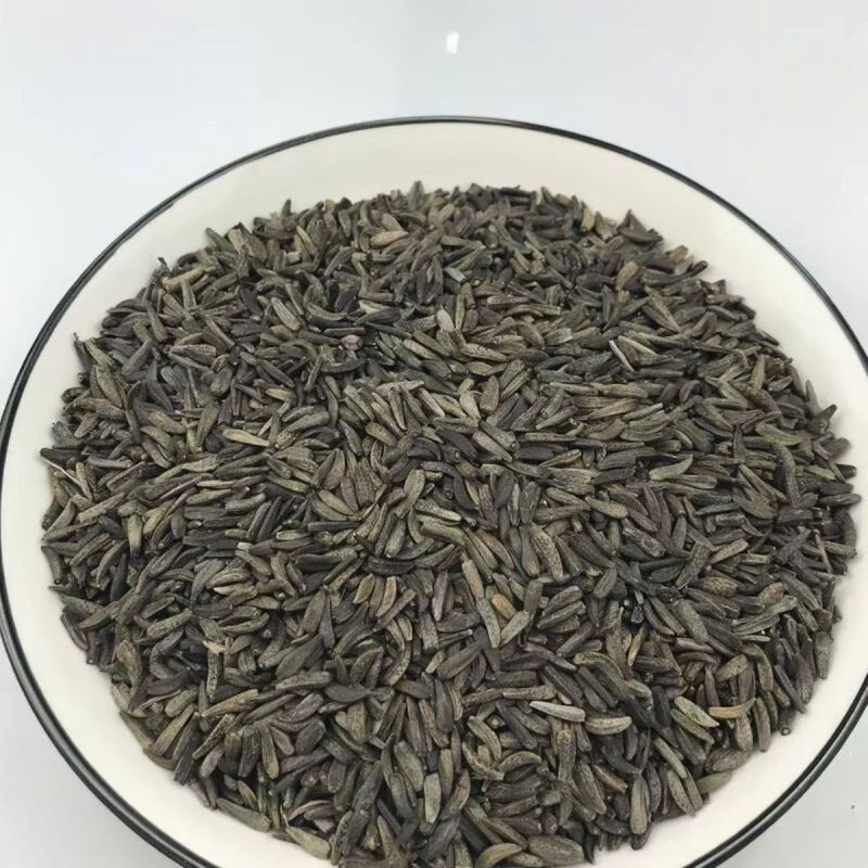 新采优质云木香种子广木香种籽干净饱满高出芽率当年新鲜的种