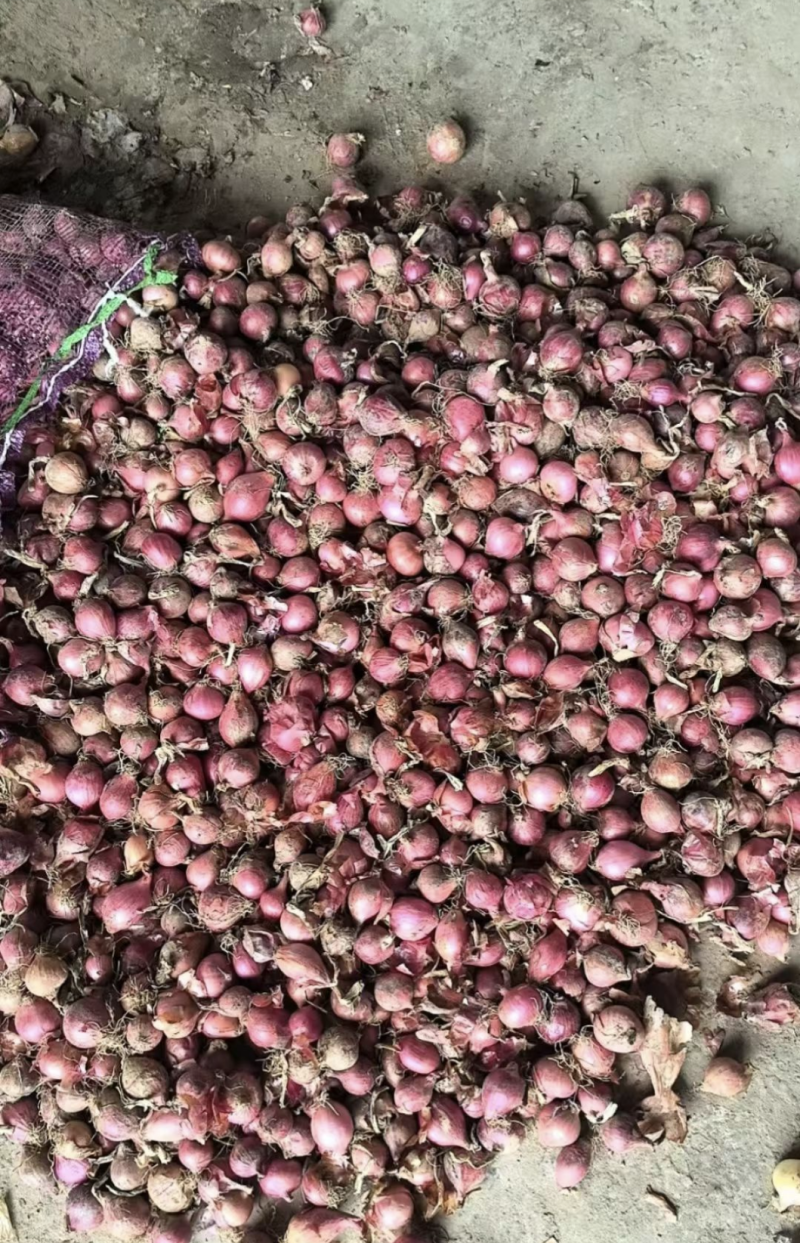 小红葱头干葱头毛葱头电商2-3代发红葱头