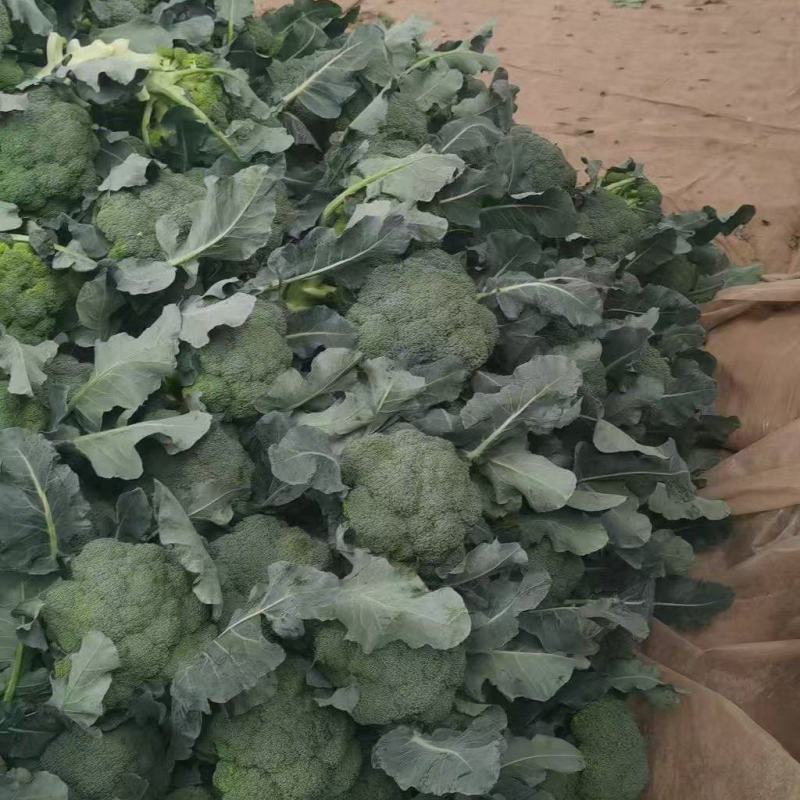 河南博爱美青耐寒西兰花大量上市，质量保证，欢迎全国各地老